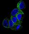 Tubulin Beta 1 Class VI antibody, LS-C161721, Lifespan Biosciences, Immunofluorescence image 
