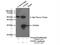 Nicotinamide N-Methyltransferase antibody, 15123-1-AP, Proteintech Group, Immunoprecipitation image 