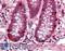 PR domain zinc finger protein 5 antibody, LS-B1982, Lifespan Biosciences, Immunohistochemistry frozen image 