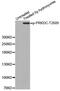 Protein Kinase, DNA-Activated, Catalytic Subunit antibody, abx000481, Abbexa, Western Blot image 
