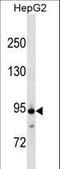 Anaphase Promoting Complex Subunit 4 antibody, LS-C161062, Lifespan Biosciences, Western Blot image 