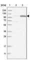 Terminal Uridylyl Transferase 4 antibody, PA5-55739, Invitrogen Antibodies, Western Blot image 