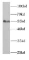 SMAD Family Member 1 antibody, FNab07992, FineTest, Western Blot image 