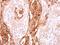 SEC23 Homolog B, Coat Complex II Component antibody, NBP2-20279, Novus Biologicals, Immunohistochemistry paraffin image 