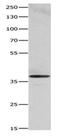 Heme Oxygenase 2 antibody, PA5-49705, Invitrogen Antibodies, Western Blot image 