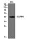 Selectin P Ligand antibody, A03674, Boster Biological Technology, Western Blot image 