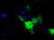 Sorting Nexin 9 antibody, TA501324, Origene, Immunofluorescence image 