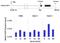 Protein Tyrosine Kinase 2 Beta antibody, 700632, Invitrogen Antibodies, Chromatin Immunoprecipitation image 