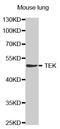 TEK Receptor Tyrosine Kinase antibody, MBS125791, MyBioSource, Western Blot image 