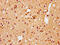 Synuclein Alpha antibody, CSB-RA021912A129phHU, Cusabio, Immunohistochemistry paraffin image 