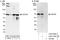 Cell Division Cycle 40 antibody, A303-700A, Bethyl Labs, Immunoprecipitation image 