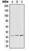 Peroxisomal Biogenesis Factor 3 antibody, orb214793, Biorbyt, Western Blot image 