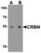 Cereblon antibody, MBS153555, MyBioSource, Western Blot image 