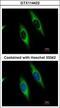 Phosphoribosylglycinamide Formyltransferase, Phosphoribosylglycinamide Synthetase, Phosphoribosylaminoimidazole Synthetase antibody, GTX114422, GeneTex, Immunocytochemistry image 