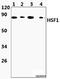 Heat Shock Transcription Factor 1 antibody, A00250S303-1, Boster Biological Technology, Western Blot image 