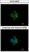 NADH:Ubiquinone Oxidoreductase Subunit A10 antibody, GTX114572, GeneTex, Immunocytochemistry image 