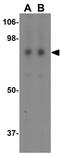 FCH and double SH3 domains protein 1 antibody, GTX32034, GeneTex, Western Blot image 