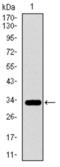 Paired Box 3 antibody, abx015952, Abbexa, Western Blot image 