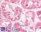 Estrogen Related Receptor Gamma antibody, LS-A5841, Lifespan Biosciences, Immunohistochemistry frozen image 