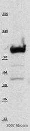 Heterogeneous Nuclear Ribonucleoprotein U antibody, ab10297, Abcam, Western Blot image 