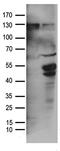 Transforming Growth Factor Beta 2 antibody, TA890046S, Origene, Western Blot image 