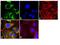 Mucin 4, Cell Surface Associated antibody, 35-4900, Invitrogen Antibodies, Immunofluorescence image 