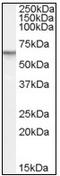 Phosphodiesterase 11A antibody, AP08915PU-N, Origene, Western Blot image 