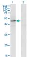 Testis Expressed 28 antibody, MA5-24399, Invitrogen Antibodies, Western Blot image 