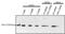 Glyoxalase I antibody, MA1-13029X, Invitrogen Antibodies, Western Blot image 