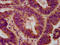 Elongator complex protein 2 antibody, LS-C680415, Lifespan Biosciences, Immunohistochemistry paraffin image 
