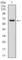 Cytochrome P450 Family 1 Subfamily A Member 1 antibody, abx012229, Abbexa, Western Blot image 