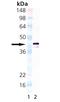 TNF Receptor Superfamily Member 17 antibody, MBS565004, MyBioSource, Western Blot image 