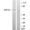 Zinc Finger Protein 23 antibody, A13364, Boster Biological Technology, Western Blot image 