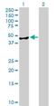 Amidohydrolase Domain Containing 2 antibody, H00051005-B01P, Novus Biologicals, Western Blot image 
