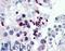 CGG Triplet Repeat Binding Protein 1 antibody, LS-B4470, Lifespan Biosciences, Immunohistochemistry frozen image 