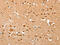 Alpha 2-HS Glycoprotein antibody, CSB-PA241286, Cusabio, Immunohistochemistry paraffin image 