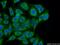 Cytochrome C Oxidase Assembly Factor 7 (Putative) antibody, 25361-1-AP, Proteintech Group, Immunofluorescence image 
