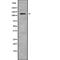 Ubiquitin Specific Peptidase 36 antibody, abx219284, Abbexa, Western Blot image 