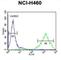 Olfactory Receptor Family 2 Subfamily Z Member 1 antibody, abx026066, Abbexa, Western Blot image 