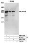 Mechanistic Target Of Rapamycin Kinase antibody, A301-143A, Bethyl Labs, Immunoprecipitation image 