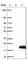 Nuclear Receptor 2C2 Associated Protein antibody, HPA042054, Atlas Antibodies, Western Blot image 