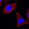 Insulin Receptor Substrate 1 antibody, MAB39781, R&D Systems, Immunofluorescence image 