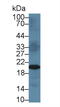 Metalloproteinase inhibitor 3 antibody, MBS2028083, MyBioSource, Western Blot image 