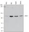 DISC1 Scaffold Protein antibody, MAB6699, R&D Systems, Western Blot image 