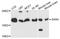 Signal Sequence Receptor Subunit 4 antibody, STJ110341, St John