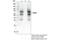 Mitochondrial Antiviral Signaling Protein antibody, 24930S, Cell Signaling Technology, Immunoprecipitation image 