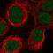 Synaptic Ras GTPase Activating Protein 1 antibody, HPA038373, Atlas Antibodies, Immunocytochemistry image 