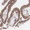 Vasohibin 1 antibody, NBP1-82944, Novus Biologicals, Immunohistochemistry frozen image 