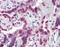DnaJ Heat Shock Protein Family (Hsp40) Member B1 antibody, MBS565309, MyBioSource, Immunohistochemistry frozen image 