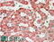 Inositol-Trisphosphate 3-Kinase C antibody, 42-050, ProSci, Western Blot image 